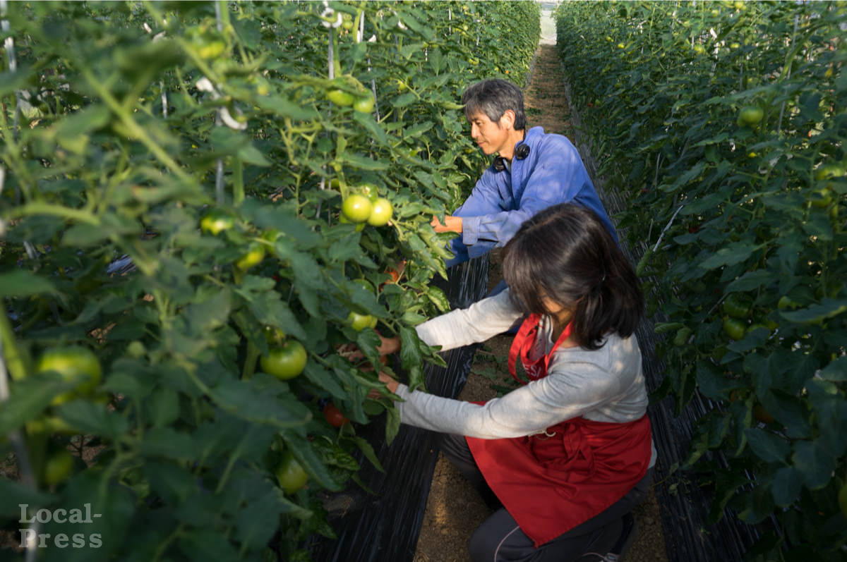 上越市のトマト農家「やまぎし農園」作業風景
