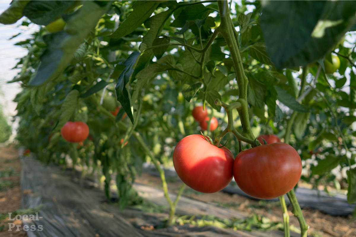 上越市のトマト農家「やまぎし農園」ハウス内