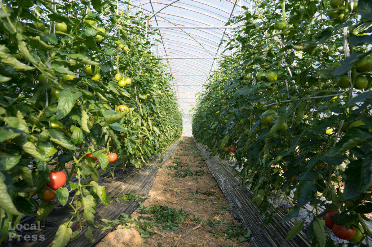 上越市のトマト農家「やまぎし農園」ハウス内